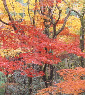 autumncolors.jpg